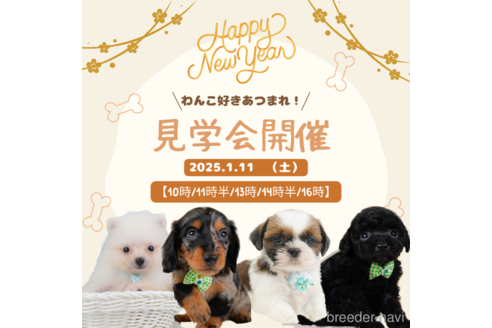 成約済の静岡県のマルチーズ-357750の3枚目